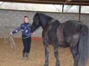 J’ai testé pour vous : la médiation équine