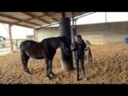 La médiation équine pour une société plus inclusive