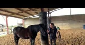 La médiation équine pour une société plus inclusive