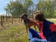 Association Phoenix : remettre sur pattes les animaux en détresse Noogi avait très peur des hommes et a finalement été adopté.