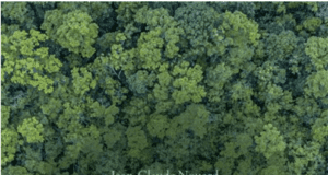 L’arbre, un être vivant au coeur de nos vies