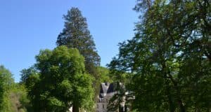 Un Sequoia distingué à Campagne