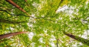 Nature simple et Double