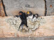 Les animaux dans notre vie quotidienne