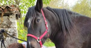 Le pied à l’étrier