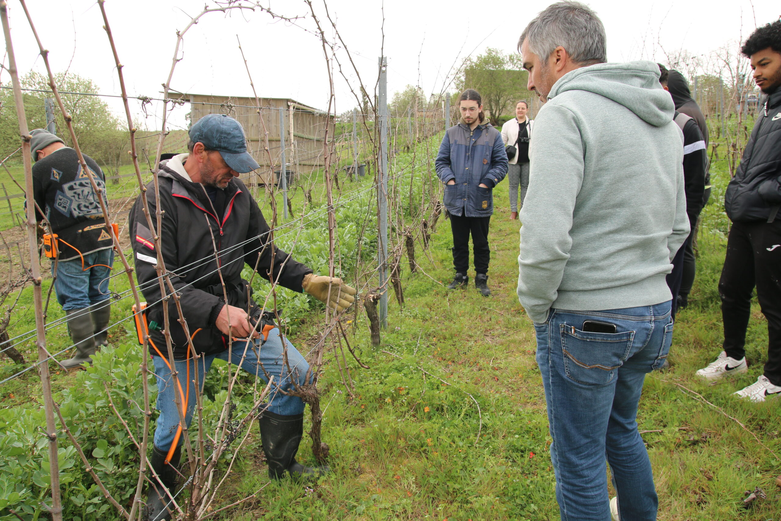 Immersion viticulture insertion emploi