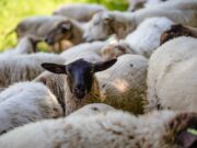 FEVE’stival, agroécologie et culture en Bergeracois