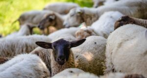 FEVE’stival, agroécologie et culture en Bergeracois