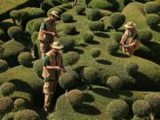 L’art topiaire au sommet à Marqueyssac