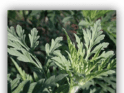 Une plante à surveiller