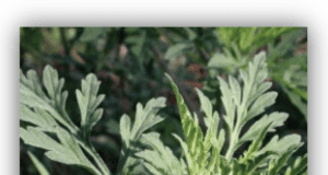 Une plante à surveiller