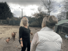 Bientraitance animale : appel à la générosité