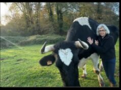 Mudita Sanctuary, un havre de paix et d’amour pour les animaux sans foyer
