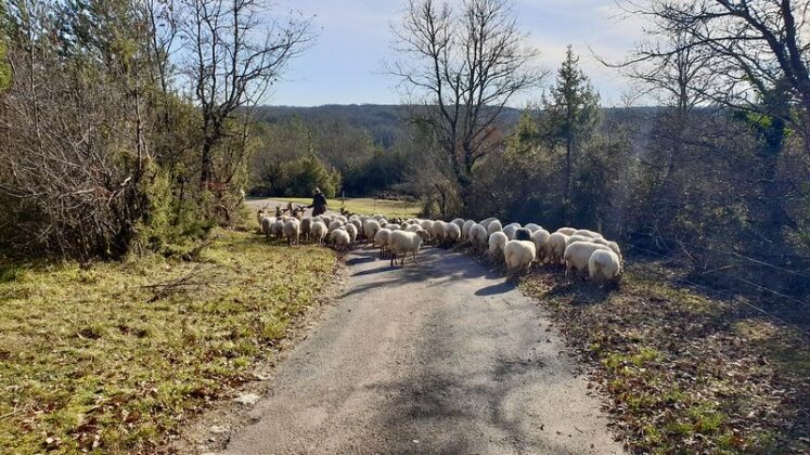 Éco-pâturage Biodiversité Nature Balade