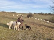 Au pas des moutons d’Argentine Éco-pâturage Biodiversité Nature Balade