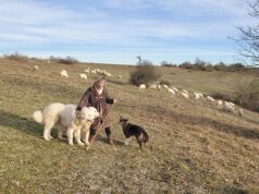 Au pas des moutons d’Argentine Éco-pâturage Biodiversité Nature Balade