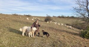 Au pas des moutons d’Argentine Éco-pâturage Biodiversité Nature Balade