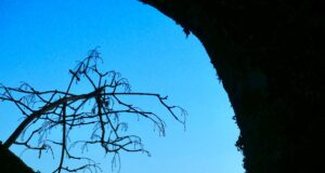 Des cérémonies funéraires innovantes