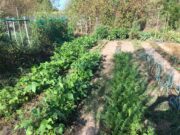 Miss Terre, jardins familiaux