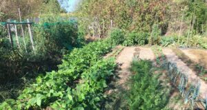 Miss Terre, jardins familiaux