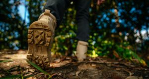 Dans le grand bain de la forêt