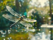 Eau secours de l’environnement