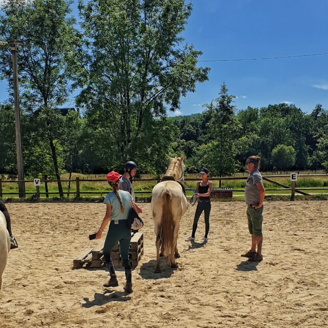 Le centre équestre dispose de nombreuses carrières de travail