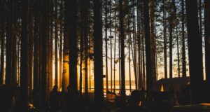 Célébrations nocturnes de nos forêts