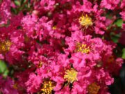 Une ville et une entreprise unies par le lagerstroemia © Desmartis