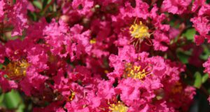 Une ville et une entreprise unies par le lagerstroemia © Desmartis