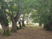 Sous les charmes de La Guionie