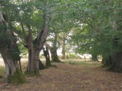 Sous les charmes de La Guionie