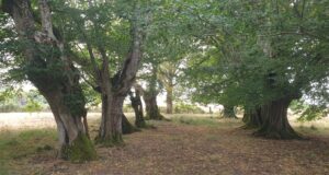 Sous les charmes de La Guionie