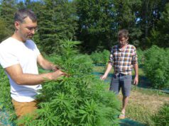 Une filière locale de CBD