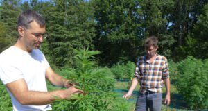 Une filière locale de CBD