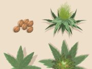 Chanvre à part : le réveil d’une filière