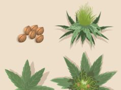 Chanvre à part : le réveil d’une filière