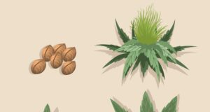 Chanvre à part : le réveil d’une filière