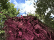 LO-renzo, explorations images innées