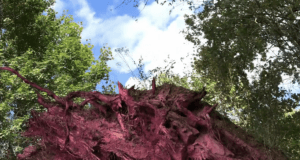 LO-renzo, explorations images innées