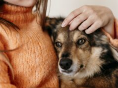 La compagnie des animaux