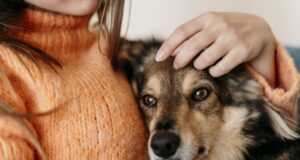 La compagnie des animaux