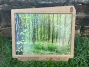 Des Sylvotrophées pour une gestion équilibrée de la forêt