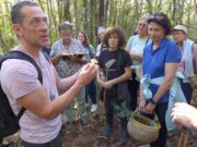 Les champions des champignons