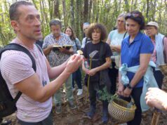 Les champions des champignons