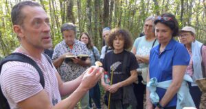 Les champions des champignons