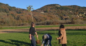 Auprès de mon arbre…