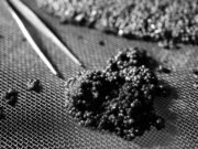 Caviar de Neuvic fait ses gammes