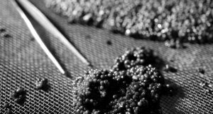 Caviar de Neuvic fait ses gammes