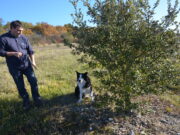 Une saison en noir et blanc pour la truffe